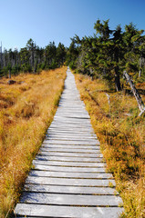 Obraz premium Wooden walkway through wetlands and forest