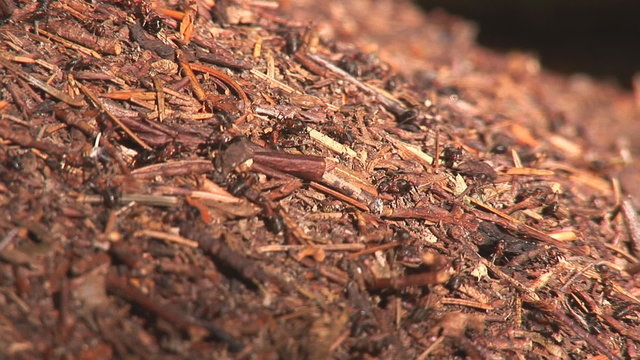 anthill in the woods