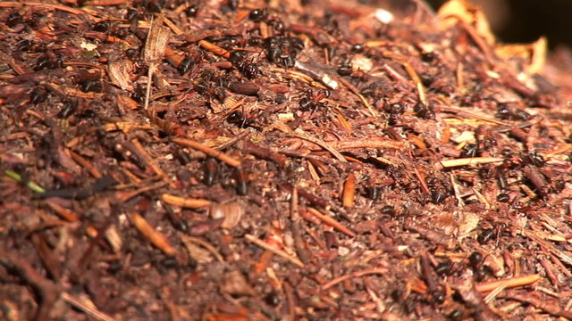 anthill in the woods