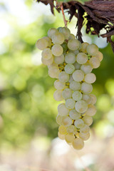 White grapes