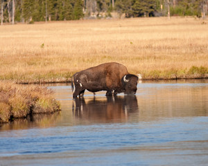Bison