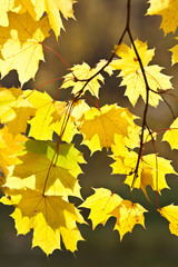 Кленовые листья осенью