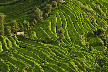 Rizières en terrasses de Yuanyang, Chine