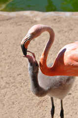 Naklejka premium Adult and baby flamingo