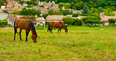 Horses