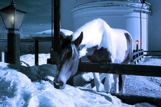 Midnight Horse Eating Snow In Winter Tale