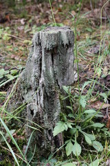 Baumstumpf
