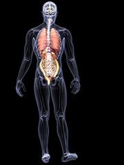 Skeleton X-Ray - Internal Organs