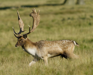 Stag Fallow Deer Walking In Meadow