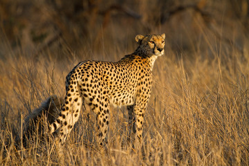 Cheetah mother