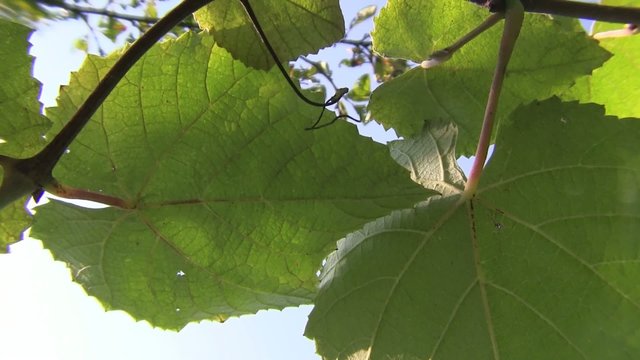 vigna filare uva