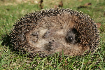Braunbrustigel (Erinaceus europaeus) © JENSZUECHNER