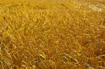 Wheat Field