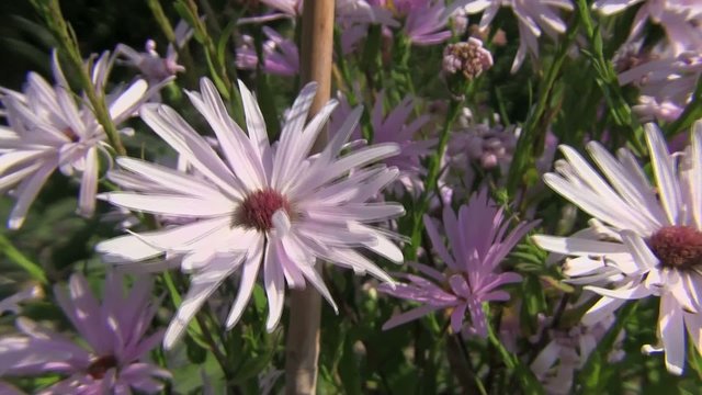 gerbera lilla viola