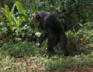 chimpanzee in jungle vegetation