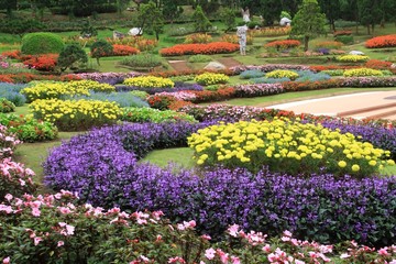 colorful flowers garden