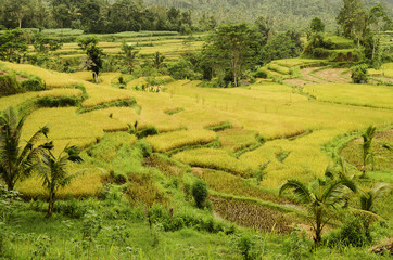 rice field landcape in bali indonesia