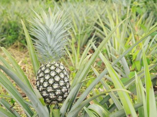 fresh pineapple - 36148301