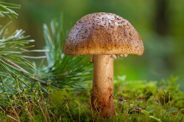 Mushroom on moss