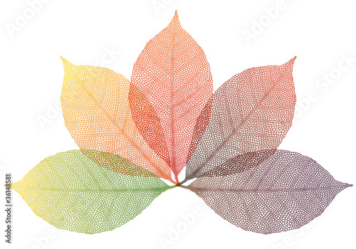 "autumn leaves, vector set" Stock image and royalty-free vector files