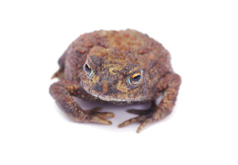 frog