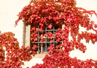 Virginia creeper