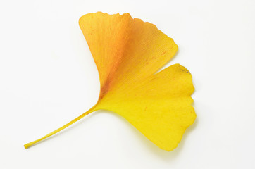 Naklejka premium Ginkgoblatt