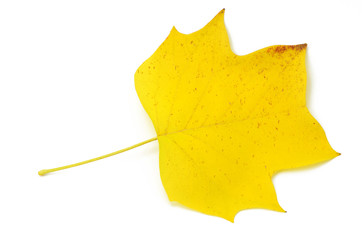 Naklejka premium Herbstblatt