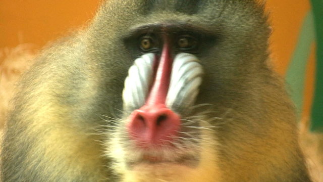 Mandrill Closeup