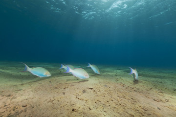 Naklejka premium Tropical underwater life in the Red Sea.
