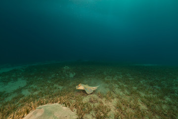 Bluespotted stingray in the Red Sea.