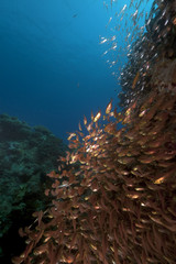 Golden sweepers in the Red Sea.
