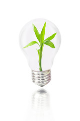 Light bulb with sprout inside