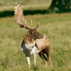 Fallow Deer Stag Profile