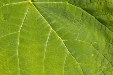 Green leaf detail