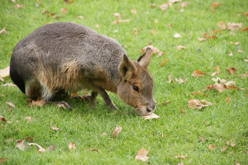 Pampashase auf wiese
