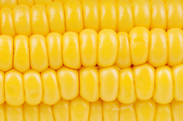 Fresh corn