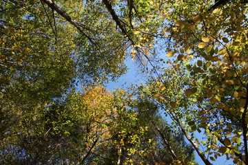 Forest in autumn, North america
