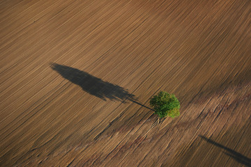 Photo aérienne arbre isolé