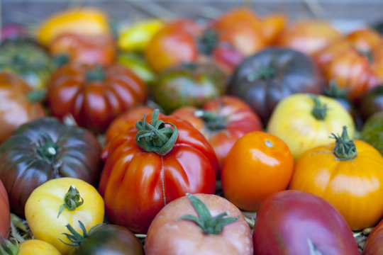 anciennes variété de tomates