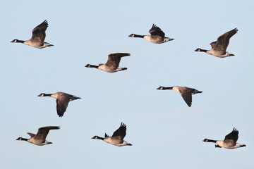 Obraz premium Canada Goose (Branta canadensis) In Flight