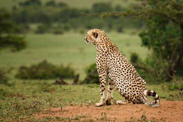 Cheetah On The Lookout