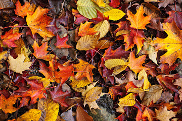 Fall leaves background