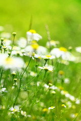 Summer camomile background