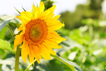 Obraz premium Image of sunflower. Selective focus