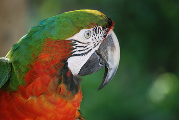 oiseau exotique
