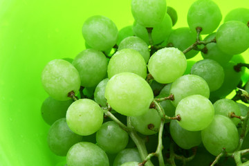 Image of bright green background with wet grape