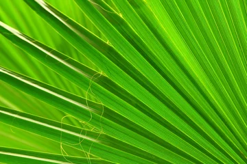 Gardinen Bild von grünem Palmblatt-Colse-up © strixcode
