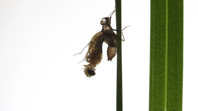 Birth of a dragonfly