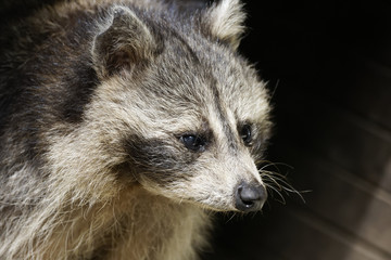 Raton laveur